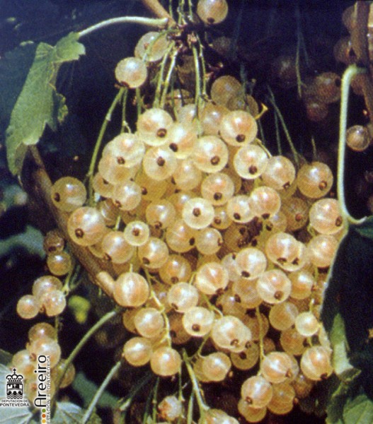 Grosella - Redcurrant - Grosella (Ribes sp.) >> Grosella (Ribes sp.) - Maduracion del  fruto.jpg